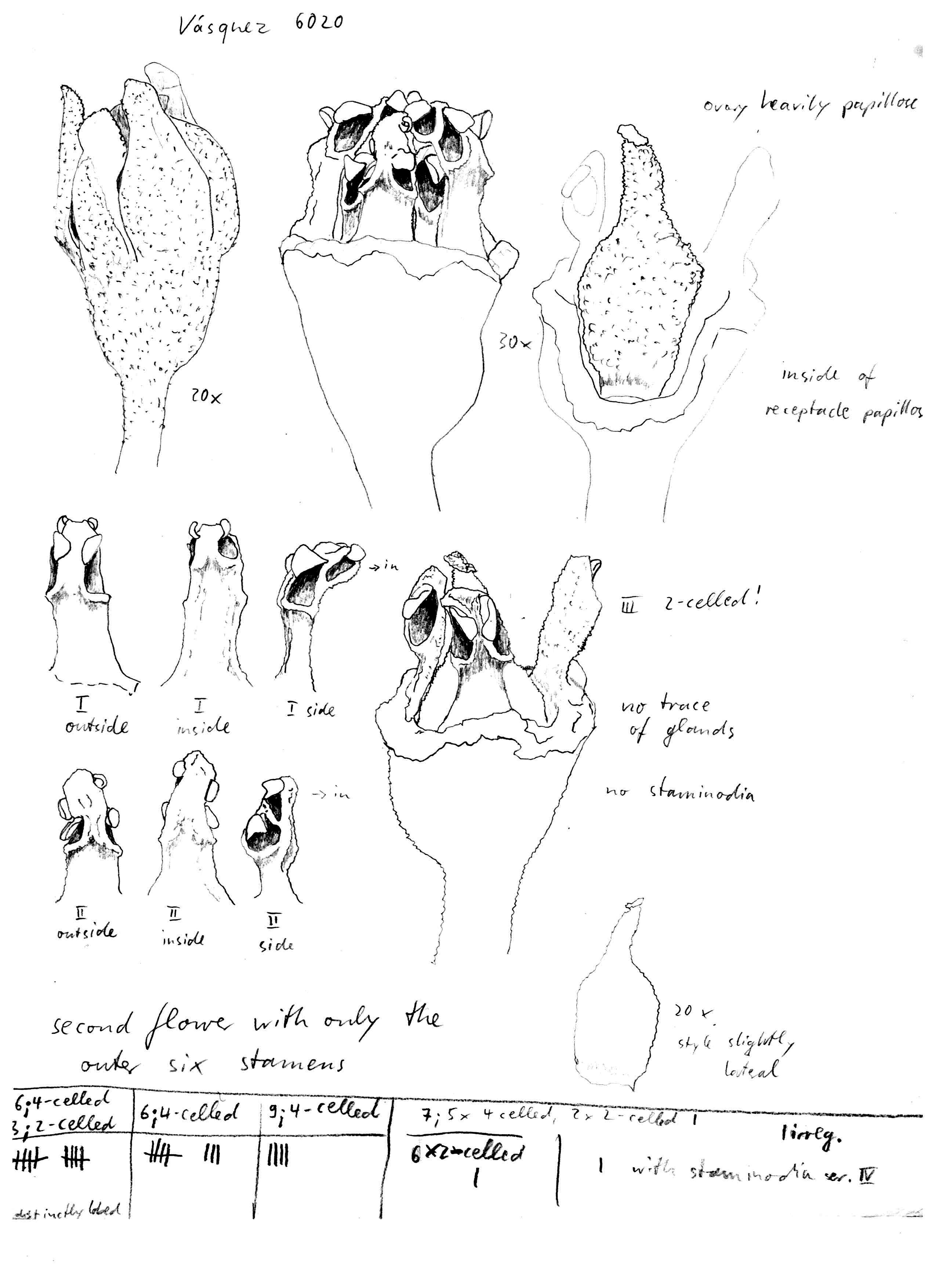 Vorschaubild Chlorocardium venenosum (Kosterm. & Pinkley) Rohwer, H.G. Richt. & van der Werff